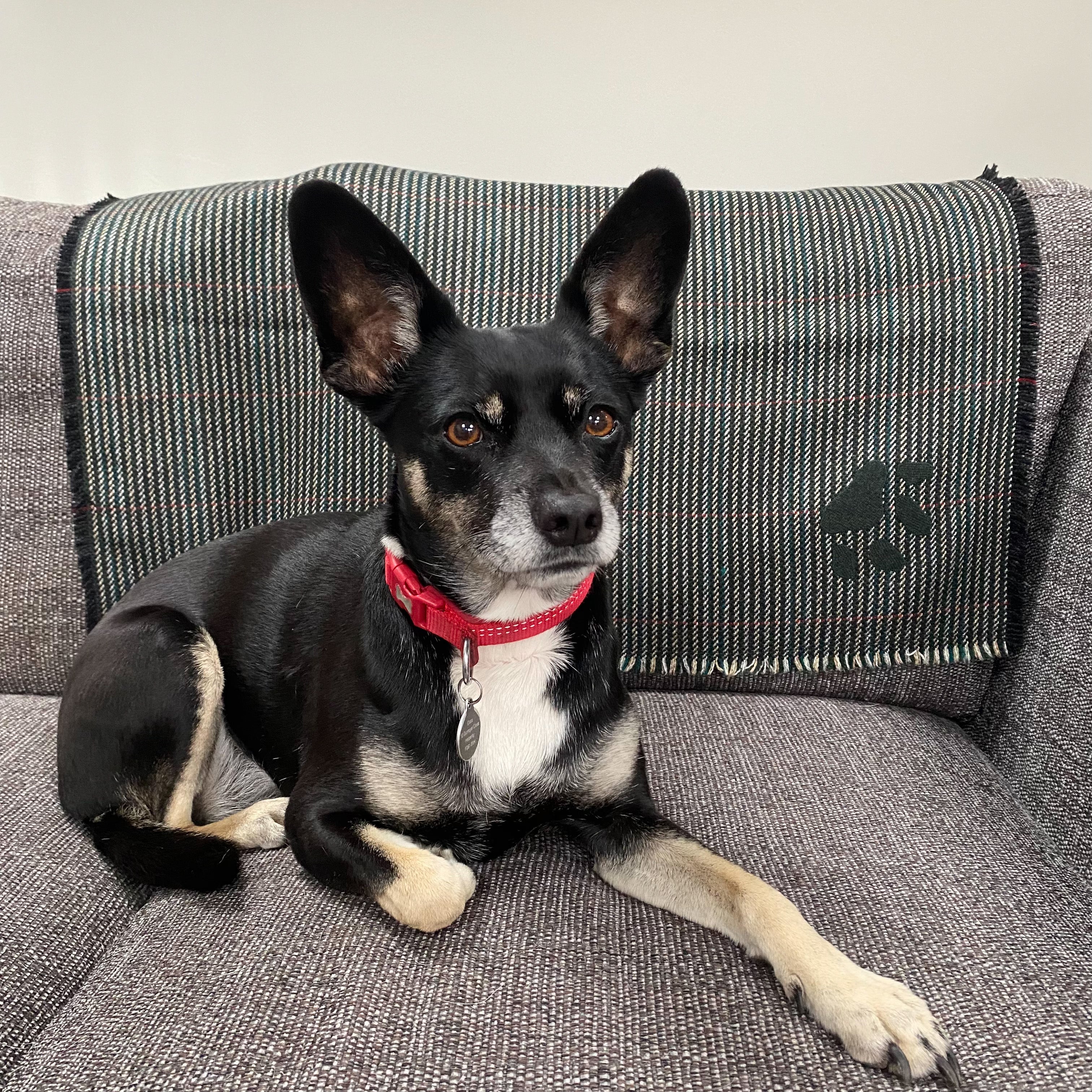 Cashmere Tweed Pet Blanket