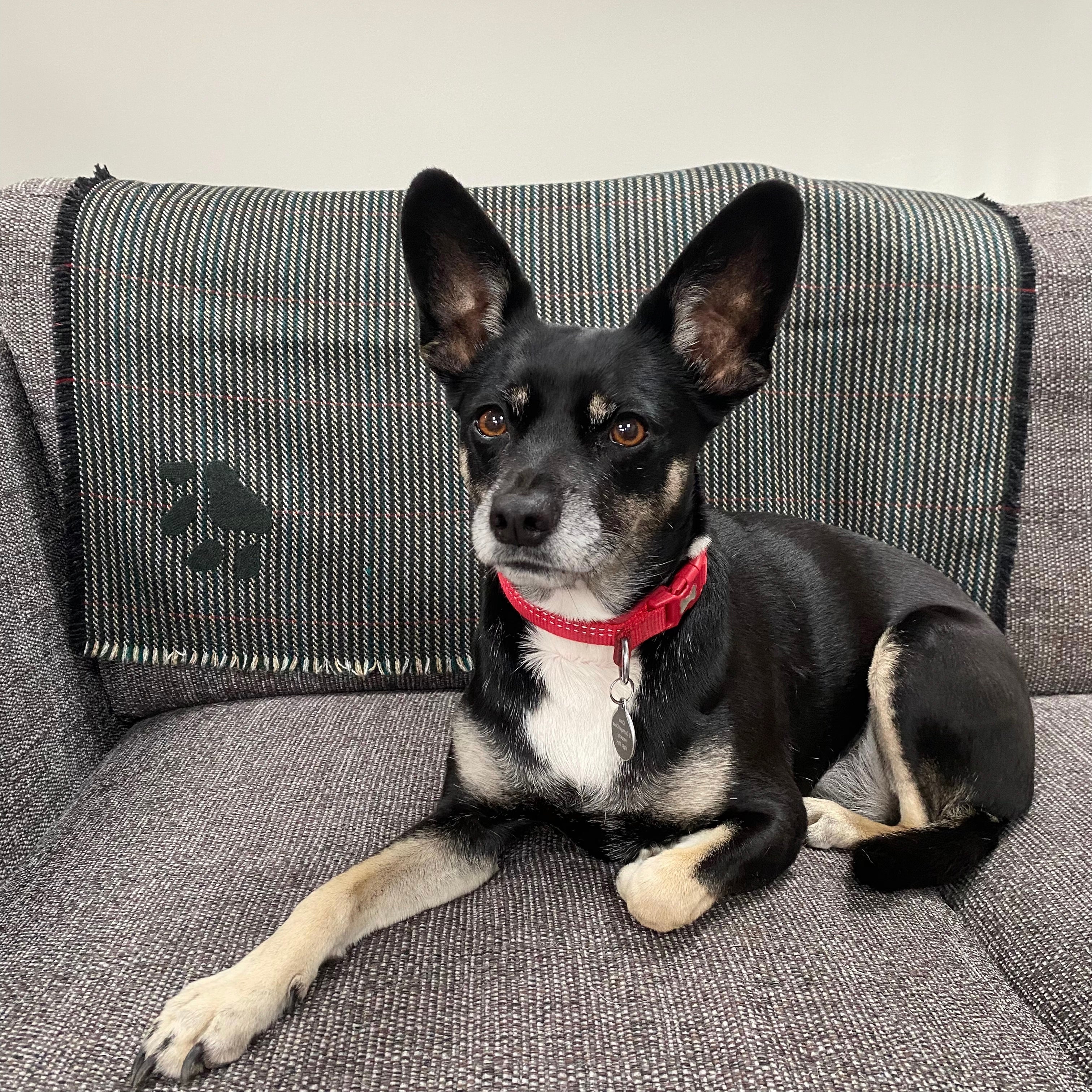 Cashmere Tweed Pet Blanket